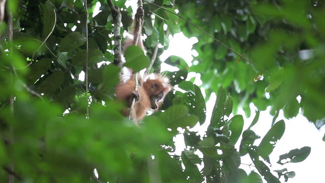 Cute baby orangutan climbing in tree in the Sumatra rain forest