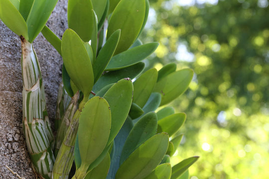 Fototapeta Orchid leaf on tree.
