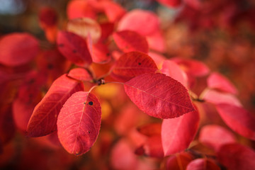 Red leaves of autumn