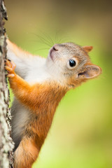 Cute little red squirrel