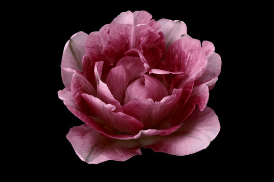 Fototapeta red rose close up on a black isolated background