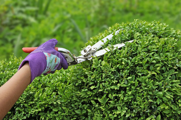 taille d'un buxus en boule