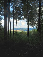 Ausblick im Laubwald