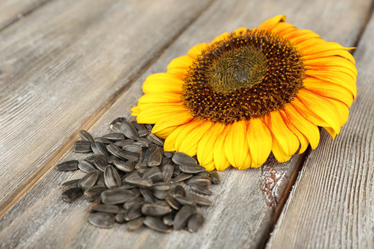 Sunflower and seeds on wooden background