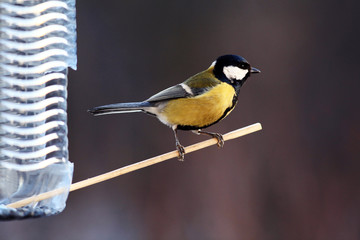 Fototapeta premium tit