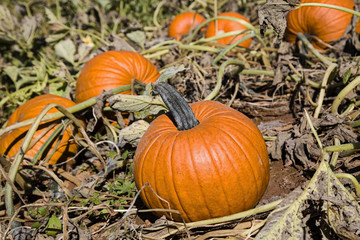 Pumpkin Patch