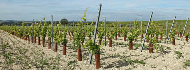 manchons de protection pour jeunes plans de vigne