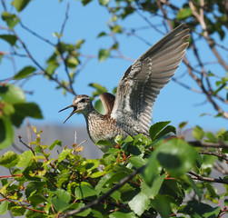 Wood Sandpiper