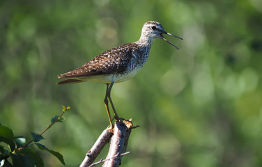 Wood Sandpiper