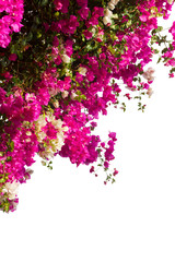 Obraz na płótnie Canvas bougainvillea flowers