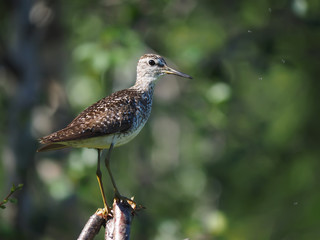 Wood Sandpiper