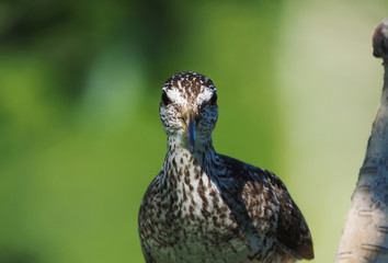 Wood Sandpiper