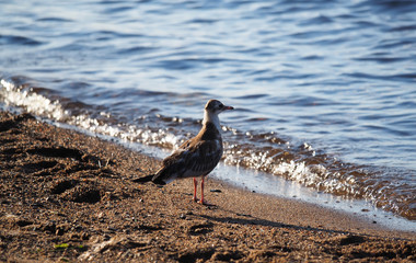 gull chick