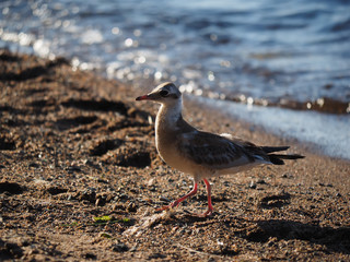 gull chick