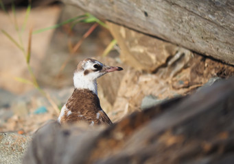 gull chick