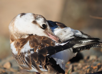 gull chick