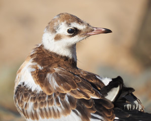 gull chick