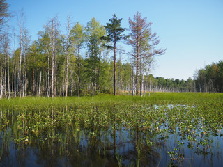 forest lake. karelia