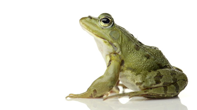 Common water frog