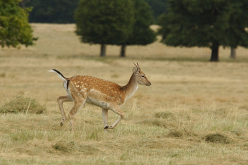Fallow Deer, Dama dama