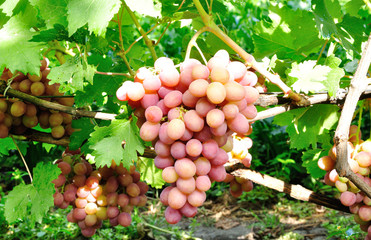 cluster of pink grape