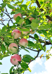 Red apples on a tree