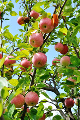 Red apples on a tree