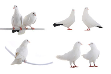 dove