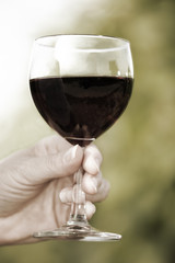Woman's hand holding glass of red wine in vineyard