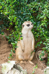 Meerkat (Suricata suricatta) under green bush