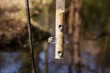 hungry birds