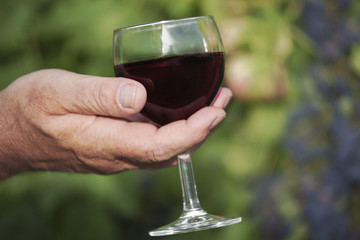 Men's hand holding glass of red wine in vineyard