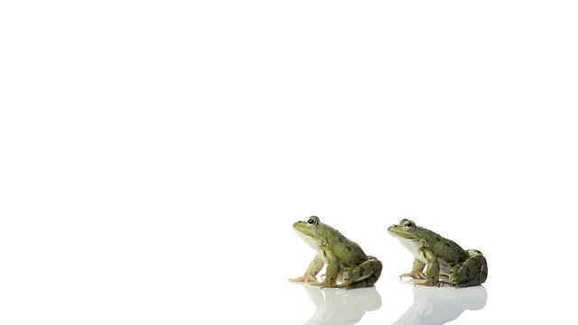 Frogs jumping over each other