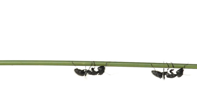 Ants walking on a brench