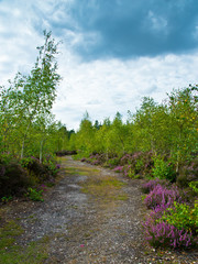 English woodland in the summer