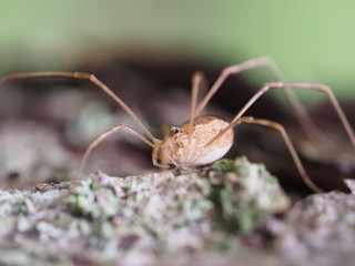 Opiliones spider