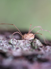 Opiliones spider