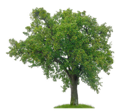 Uralter Birnbaum mit reifen Früchten als Freisteller