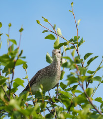 Wood Sandpiper