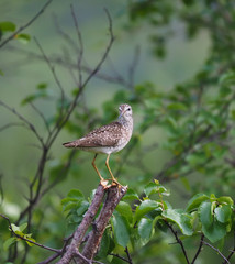 Wood Sandpiper