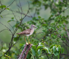 Wood Sandpiper