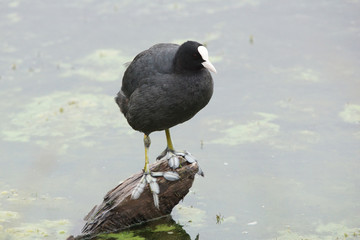 Eurasian Coot, Coot, Fulica atra