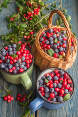 ripe forest berries - cranberries and blueberries
