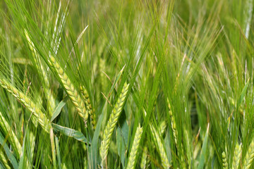 Obraz premium Green wheat in the field