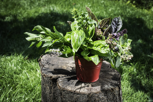 Fresh herbs