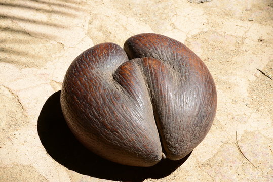 Coco de mer