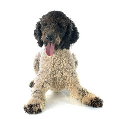Portuguese Water Dog