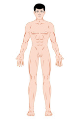 Anatomy Male Human Body