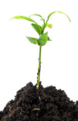 green plant