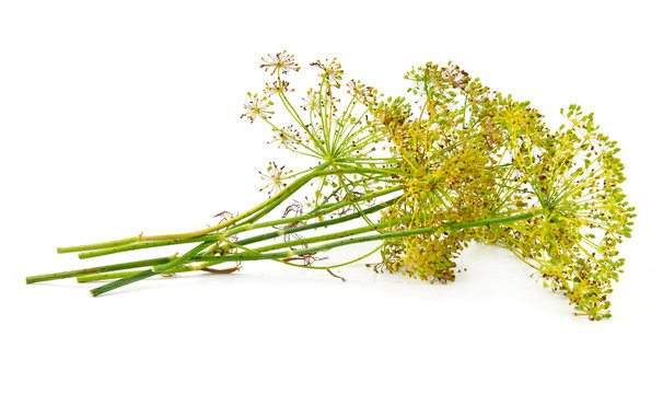 dill flower isolated